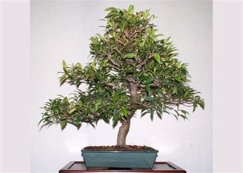 Eugenia Myrtifolia Bonsai