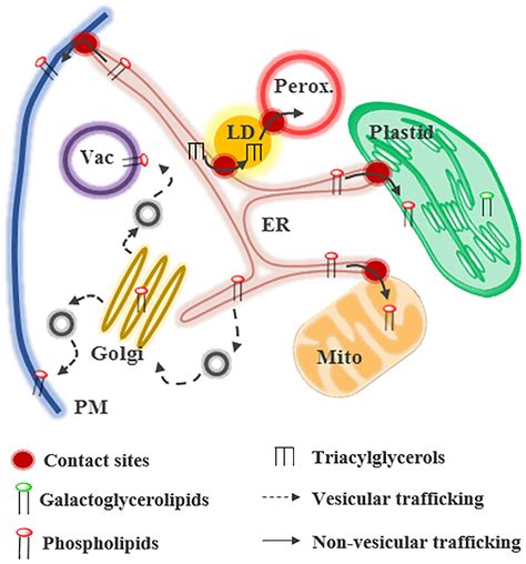 Frontiers Lipid Trafficking At Membrane Contact Sites During Plant