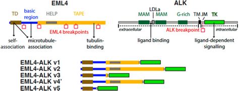 Cancers Free Full Text Eml4 Alk Variants Biological And Molecular