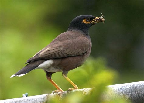 forum syair sgp burung hantu