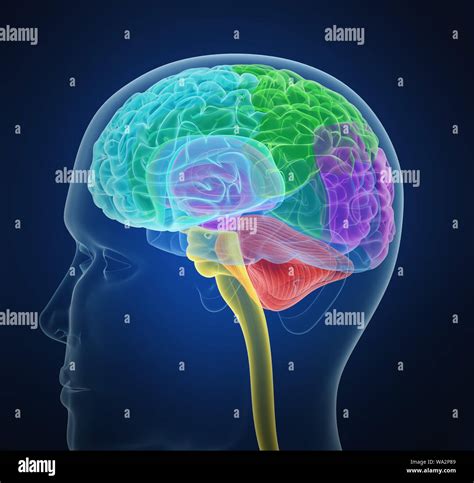 Human Brain X Ray Scan Medically Accurate 3d Illustration Stock Photo