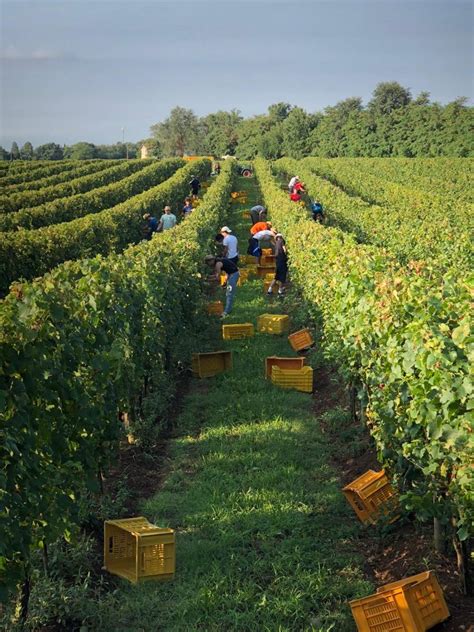 Vendemmia Da Nord A Sud Buona Forse Ottima Annata Geisha Gourmet