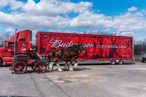 Budweiser Clydesdales East Coast Hitch visiting Warm Springs Ranch this ...