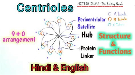 Centrioles Structure