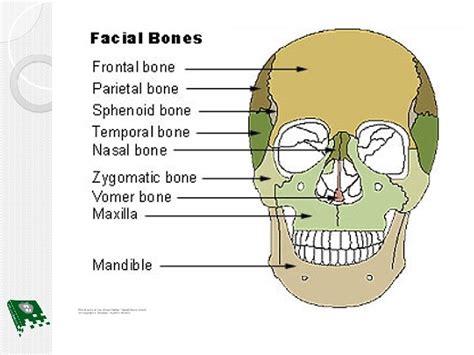 Superficial Anatomy Head and Face WritePairShare Write a