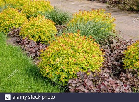 Gelblaubige Sommer Spiere Spiraea Japonica MAGIC CARPET Gelblaubige