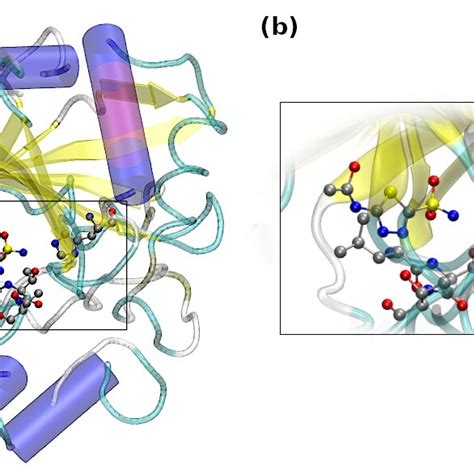 Visualization Of The A Ligand And The Carbonic Anhydrase IX Mimic And