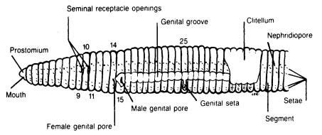 Virtual Earthworm Dissection Worksheet - The Earth Images Revimage.Org