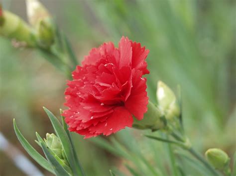 Dianthus Caryophyllus Wikipedia