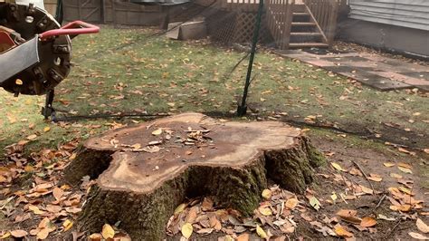 How To Rot A Tree Stump Fast With Chemicals The Forestry Pros