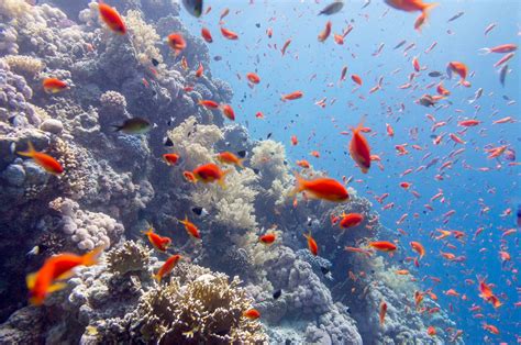 Oggi 8 giugno è la giornata mondiale degli Oceani approfondiamo