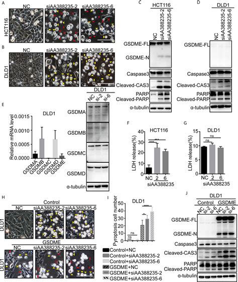 Frontiers Sirnas Targeting Mouse Specific Lncrna Aa388235 Induce