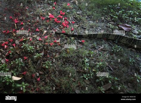 Varanus Salvator Commonly Known As The Water Monitor Is A Large