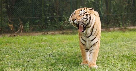 孟加拉虎 六福村主題遊樂園