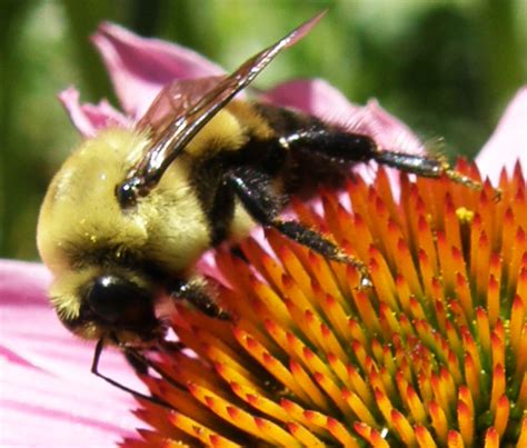 Brown Belted Bumble Bee Bombus Griseocollis Bugguidenet