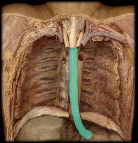 A P Lab 3 Digestive Lymphatic And Respiratory System A P Lab 4