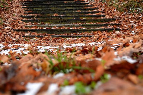 Hojas Secas Marrones Otoño Pasos Follaje Nieve Fondo De Pantalla Hd Wallpaperbetter