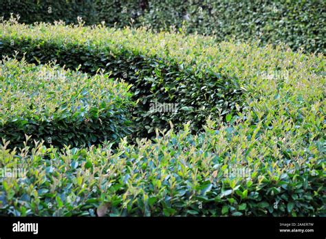 Bushes are trimmed in a variety of geometric shapes. Garden Stock Photo ...