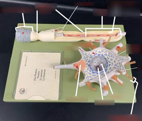 axon Diagram | Quizlet