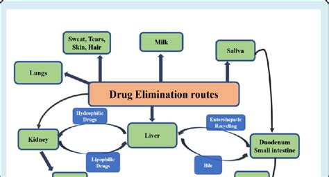 Elimination Of Drug From The Human Body Download Scientific Diagram