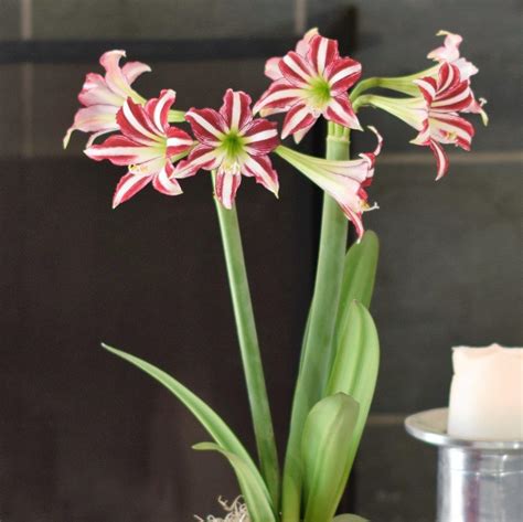 Fragrant Red Trumpet Amaryllis Bulbs For Sale Amaryllis Santiago