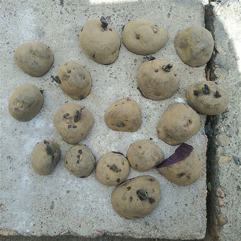 Planting Potatoes – Brother’s Campfire