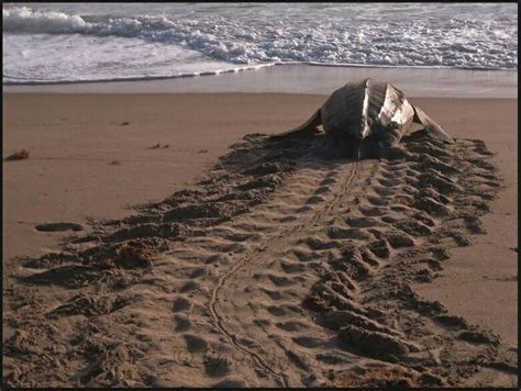 Turtle Tracks Sea Turtles Hatching Loggerhead Sea Turtle Sea Turtle