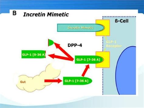 Prospects of incretin mimetics in therapeutics