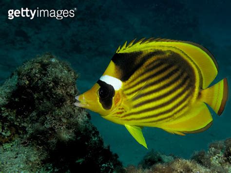 Red Sea Raccoon Butterflyfish Chaetodon fasciatus 1206642788 게티이미지뱅크