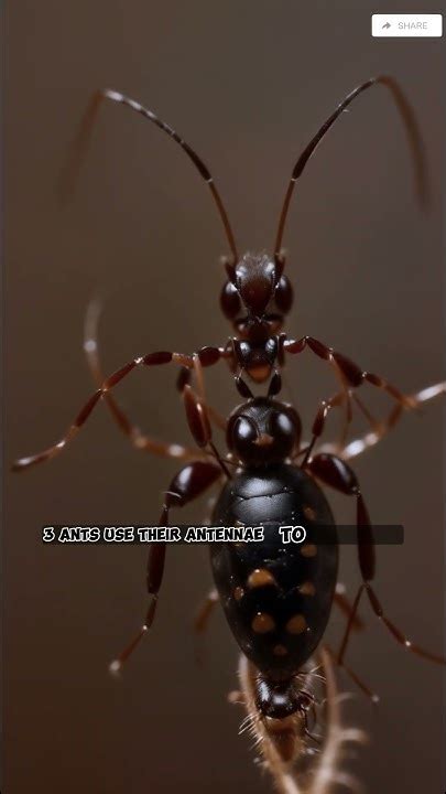 The Secret Life Of Ants 8 Facts That Will Blow Your Mind Ants Insects Nature Youtube