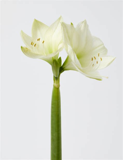 White Amaryllis Bouquet | M&S