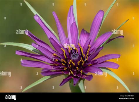 Close Up Of A Common Salsify Tragopogan Porrifolius Flower In Bloom