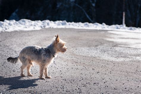 Les Trucs Et Astuces Pour Calmer Son Chien En Cas D Anxi T