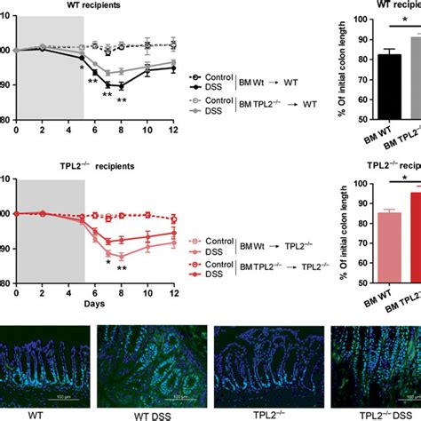 Tumor Progression Locus Tpl Extracellular Signal Regulated