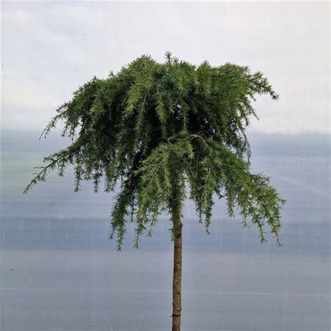 Cedrus Deodara Feelin Blue Plant Wholesale FlorAccess