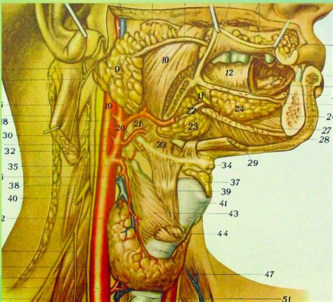 salivary glands and mouth Diagram | Quizlet