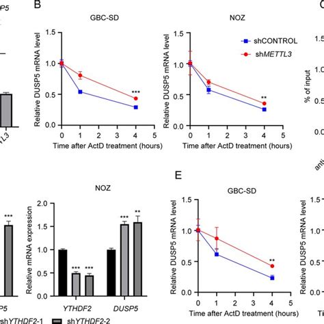 METTL3 Promoted The Degradation Of DUSP5 MRNA In A YTHDF2 Dependent