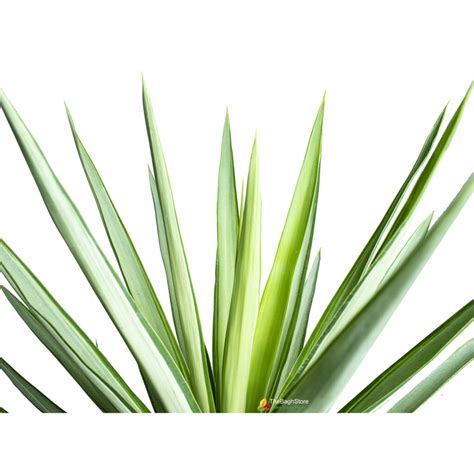 Yucca Gloriosa Plant Thebaghstore All Indoor Plants