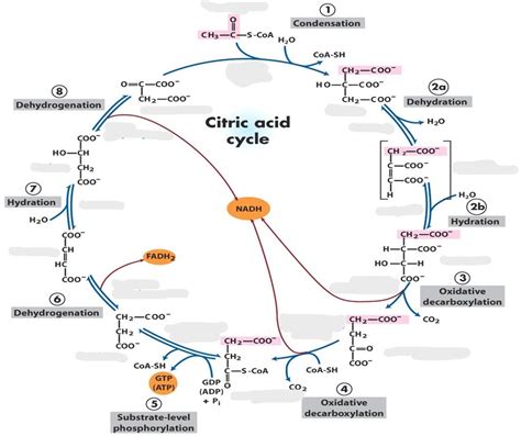 citric acid cycle Diagram | Quizlet