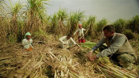 Sugarcane Cultivation In India - 1920x1080 Wallpaper - teahub.io