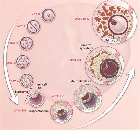 Infographic Early Placenta Development Sets The Stage The Scientist