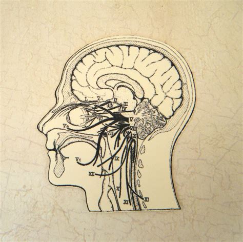 Head Anatomy Diagram Cutouts by scrapshooter on Etsy