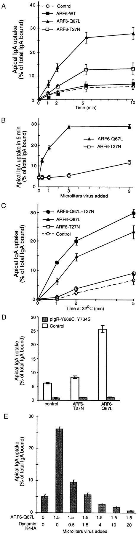 Effect Of Arf On Ap Endocytosis A Effect On Rate Of Endocytosis B