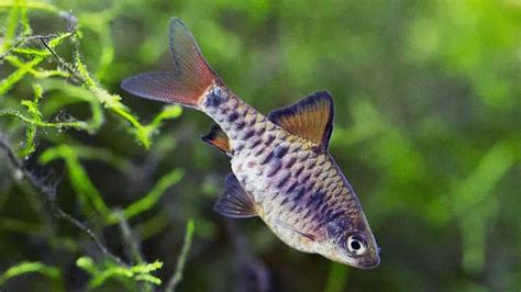 Checker Barb Fish Species Profile & Advanced Care