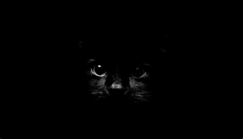 Black Cat Wallpaper for Computer - WallpaperSafari