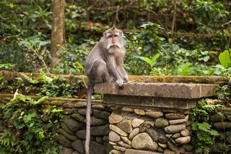 Monkey In Bali Stock Photo Image Of Monkey Bali Sacred 157097998