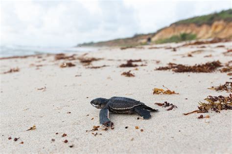 How Temperature Determines Sex In Sea Turtles Temperature Dependent Sex Determination Explained