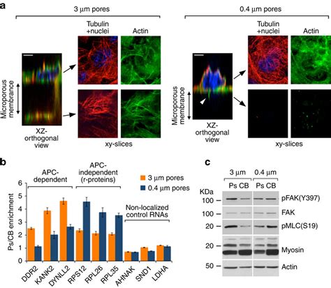 Apc Dependent And Apc Independent Rnas Are Enriched In Different Types