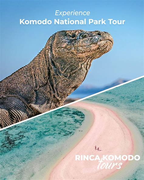 Experience Komodo National Park Tour - Flores Komodo Packages, Bali Komodo Dragon Tour, Rinca ...