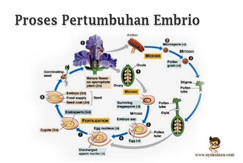 Tahapan Perkembangan Embrio Pada Manusia Secara Berurutan Adalah